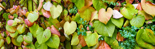 Preview: My garden
