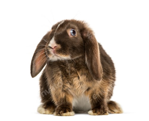 Preview: Mini lop rabbit standing, isolated on white