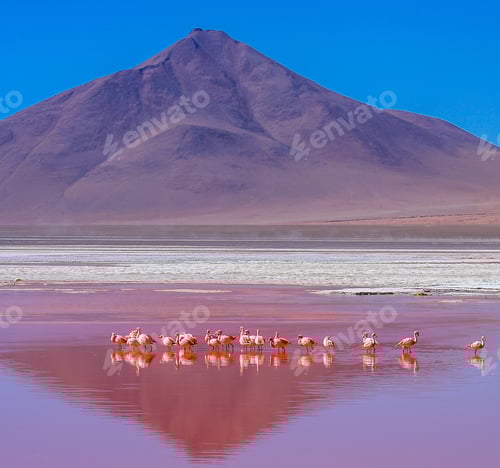 Preview: Flamingoes On Laguna Colorada
