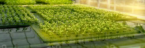 Preview: Salad sprout vegetable in the hydroponic garden farm, healthy organic agriculture cultivation