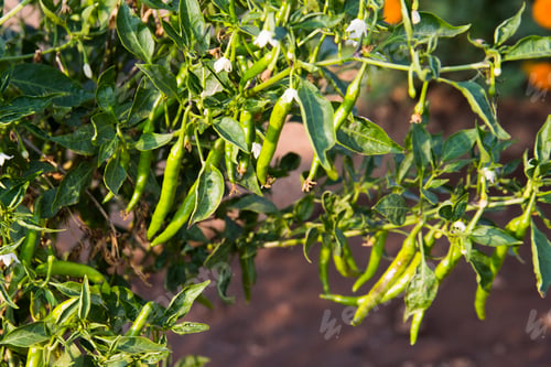 Preview: Chili plant growing in a vegetable garden.