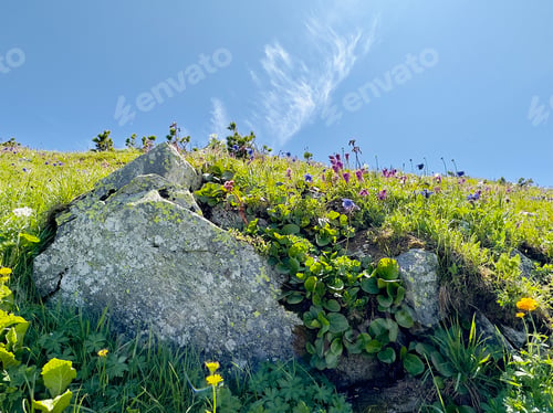 Preview: wild flowers on a rock