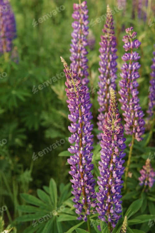 Preview: photos of lupine flowers in nature