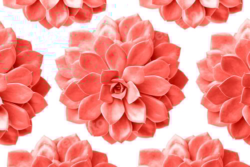 Pattern of succulent plant in living coral colour isolated on white