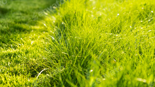 Preview: Green juicy grass on the lawn close-up at sunset. The border of the mown lawn.