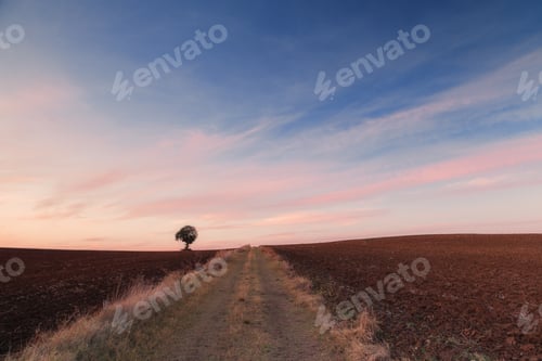 Preview: Lone Tree Silhouetted Against a Colorful Sunrise Sky
