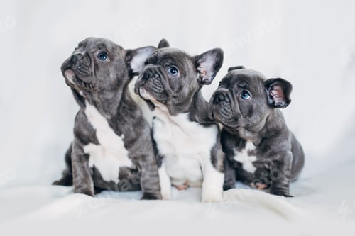 Preview: Bulldog puppy