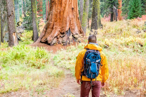 Preview: Tourist With Backpack Hiking In Sequoia National Park. California, United States.