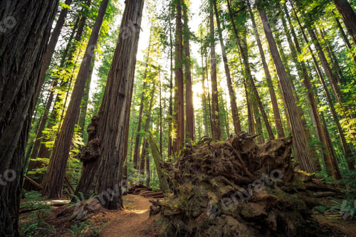 Preview: Views In The Redwood Forest At Redwoods National And State Parks In California