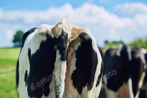 Preview: Grazing in the fields