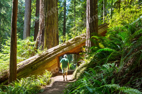 Preview: Tourist near sequoia