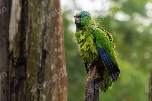Preview: Soaking Wet Southern Festive Amazon (Amazona festiva)