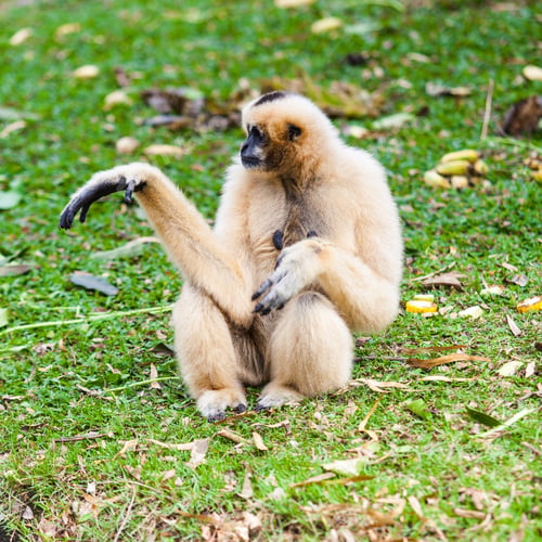 Preview: White gibbon