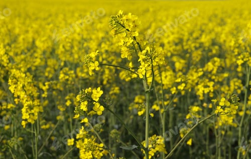 Preview: bright yellow flowers of rapeseed close-up