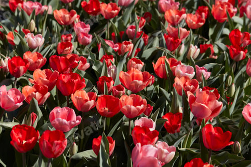 Preview: Tulip flowers and field in red and pink colors texture background in spring sunlight