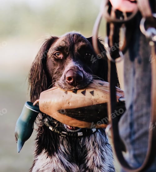 Preview: Attentive Sporting Dog with Training Dummy in Mouth