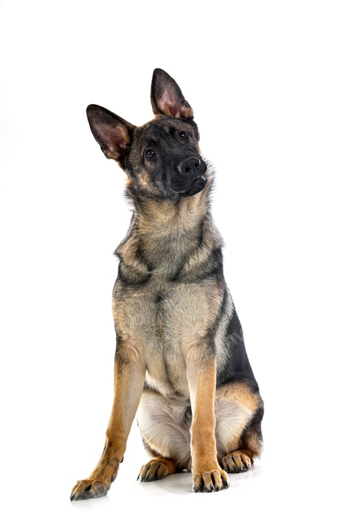 Preview: young german shepherd