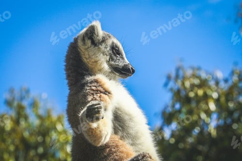 Preview: Lemur sunbathing on a rock