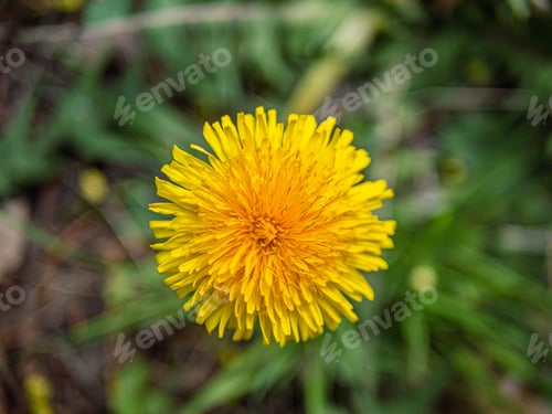 Preview: Yellow dandelion