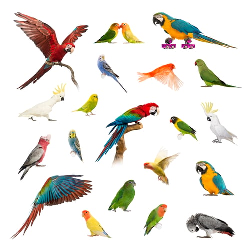 Preview: Large collection of bird, pet and exotic, in different position