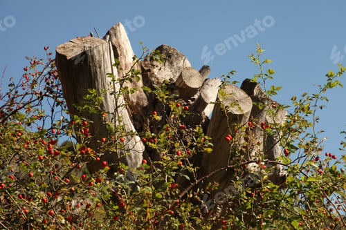 Preview: rose hips