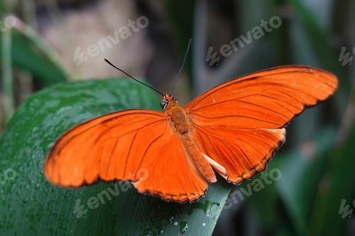 Preview: Julia butterfly (Dryas iulia)