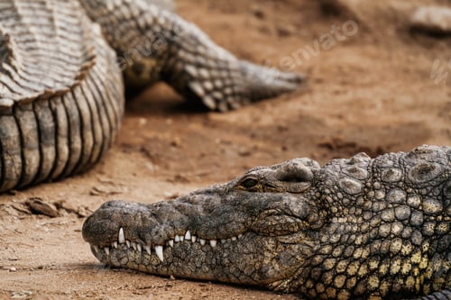 Preview: Alligators relaxed and resting on the ground