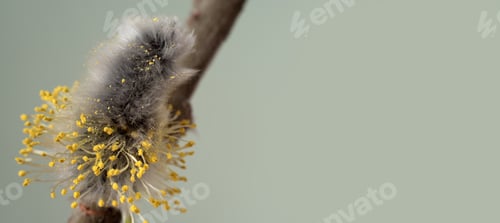 Preview: Flowering catkins on osier branch. Orthodox symbol of Palm Sunday and Easter. Concept of springtime.
