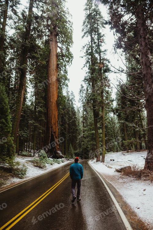 Preview: Rear view of male hiker hiking along rural road in snowy Sequoia National Park, California, USA