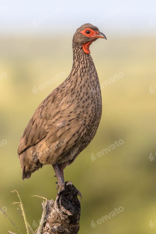 Preview: Swainsons Spurfowl on branch