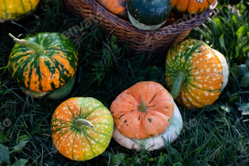 Preview: autumn decorative pumpkins. Thanksgiving or Halloween holiday harvest concept.
