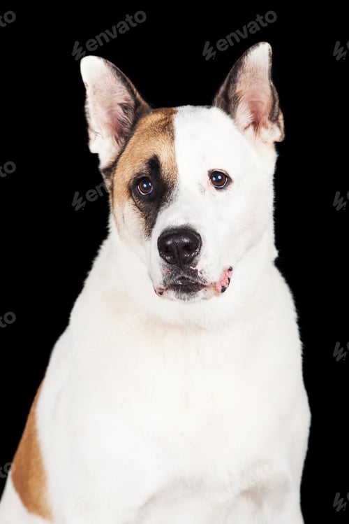 Preview: Dog Sitting Against Black Background