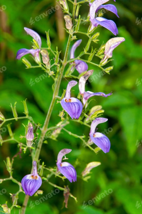 Preview: Closeup shot of Brillantaisia owariensis in the garden