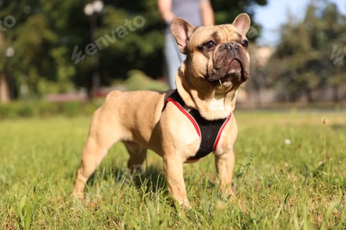 Preview: Man with his cute French bulldog in park, closeup