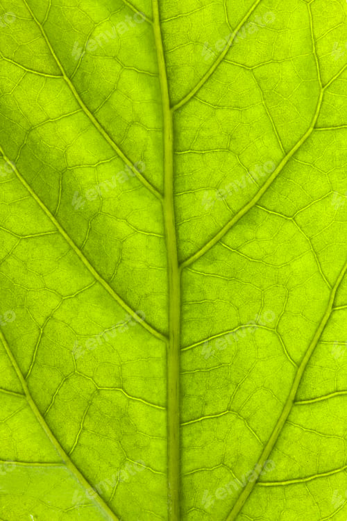 Preview: Green leaf background