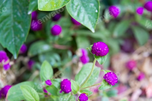 Preview: Blooming Globe Amaranth