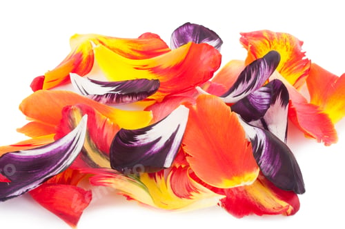 Preview: petals of a tulip