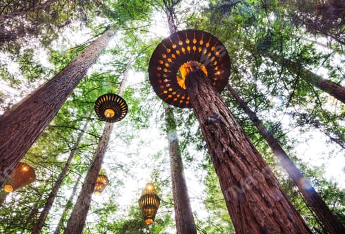 Preview: Park in New Zealand