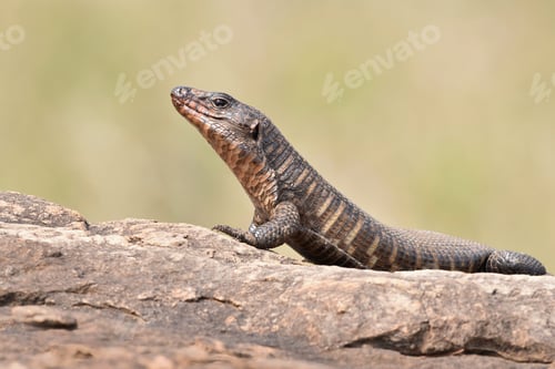 Preview: African Giant Platted Lizard