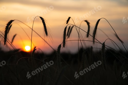 Preview: sunset in the rye field