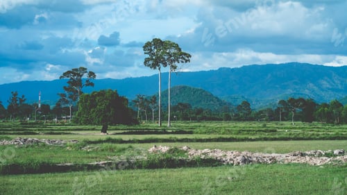 Preview: nature landscape of green paddy rice field, agriculture farm view of asia with plant