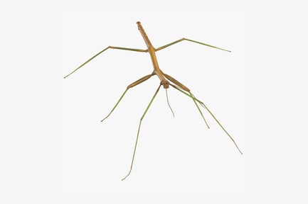 Preview: Stick Insect Walking