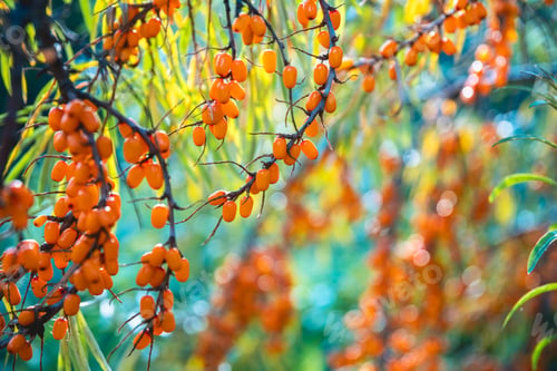 Preview: Ripe bright orange sea buckthorn berries on a tree. Harvest, autumn