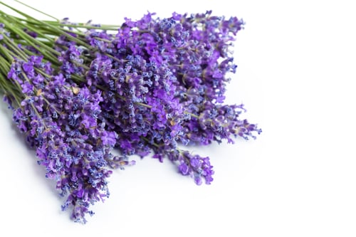 Preview: Lavender flowers on white background