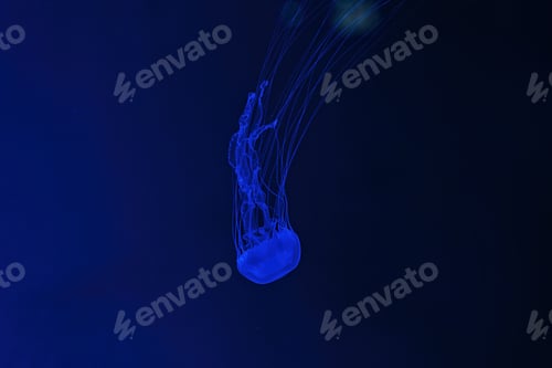 Preview: Macro shot of Chrysaora quinquecirrha underwater