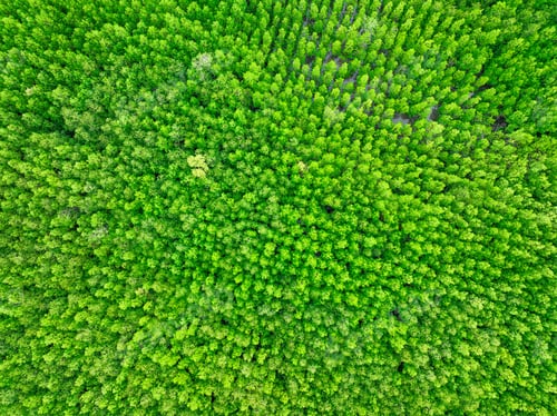 Preview: Aerial view green mangrove forest. Natural carbon sinks. Mangroves trees capture CO2. Blue carbon
