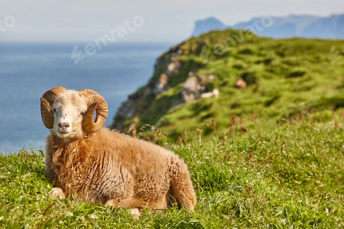 Preview: Sheep lamb grazing on the Faroe islands green hills