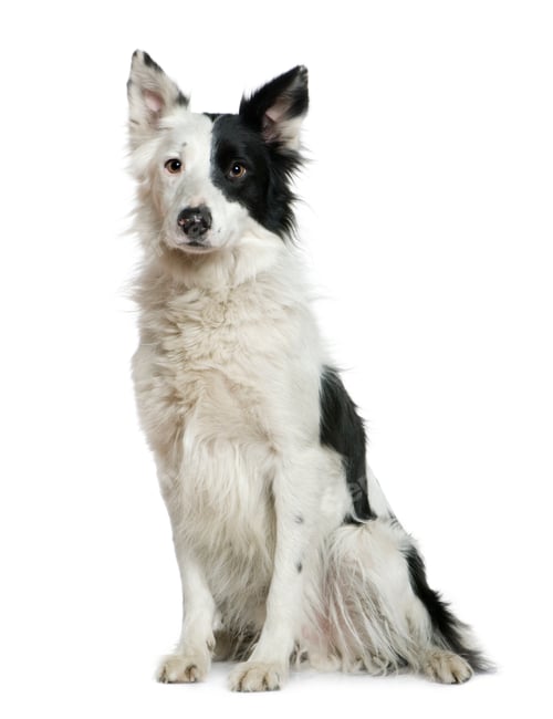 Preview: Border Collie, 4 years old, sitting in front of white background