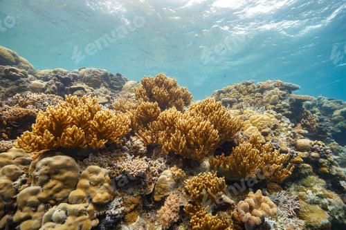 Preview: Soft daylight illuminates a vibrant coral reef