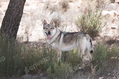 Preview: Cute adorable Czechoslovakian Wolfdog dog enjoying the weather in the park